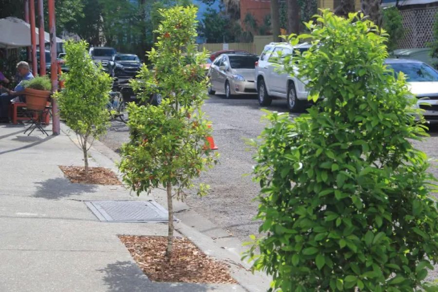 Three trees planted along a street in New Orleans.