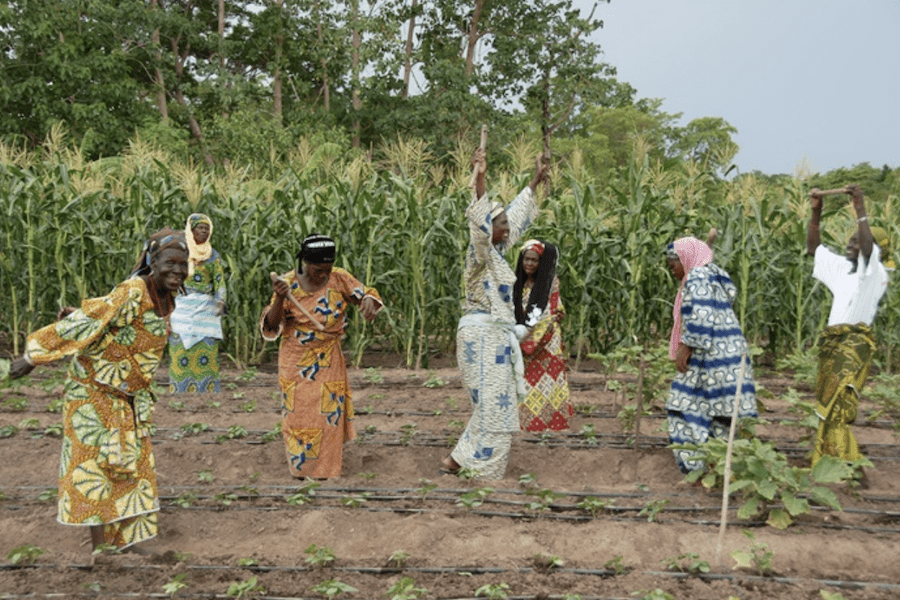 Women farmers from a cooperative in the village of Bessassi in northern Benin dance among their young crops, which are watered by solar-powered drip irrigation. (Credit: Solar Electric Light Fund)